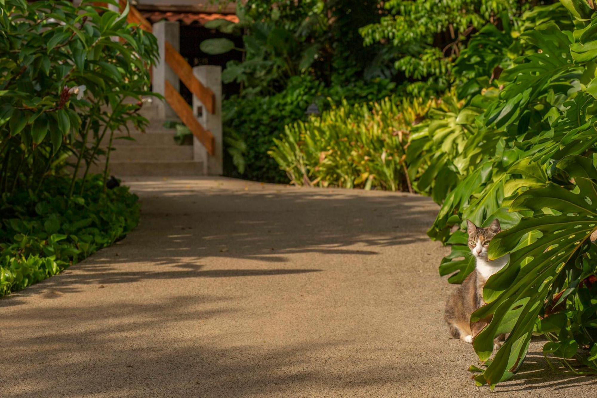 Capitan Suizo Beachfront Boutique Hotel Tamarindo Exterior photo